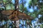 red tailed hawk flying